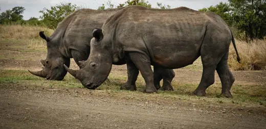 The Battle for Survival: Protecting Africa’s Endangered Species