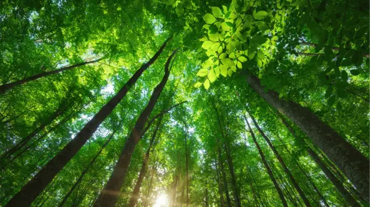 The limits of one-size-fits-all sustainability rules